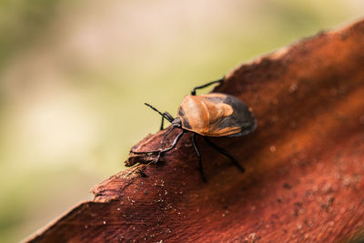 Close-up of insect on wood