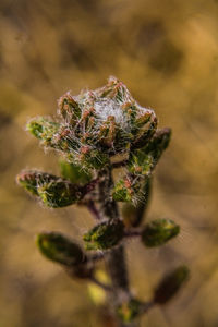 Close-up of spider on plant