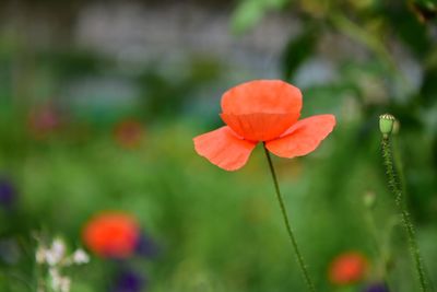 Close-up of red poppy blooming outdoors