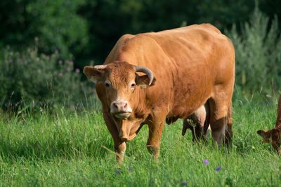 Cow standing on field