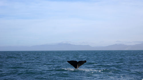 Fluke of a diving humpback whale in the sea 