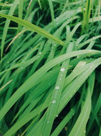 Close-up of water drops on grass