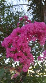 Close-up of pink flowers