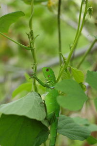 Close-up of insect on plant