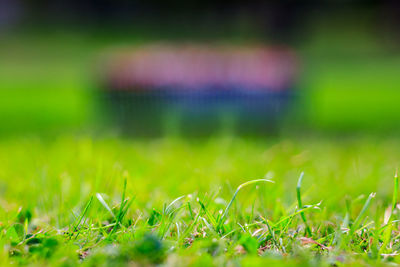 Close-up of grass