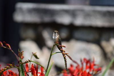 Close-up of red flowering plant