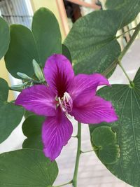 Close-up of pink flowering plant