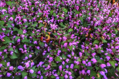 Close-up of pink flowering plants