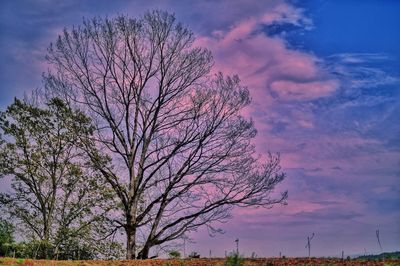 Silhouette tree on field against sky at sunset