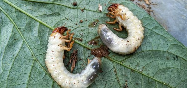 Lands pests from peanut garden