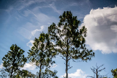 Low angle view of trees against sky at night