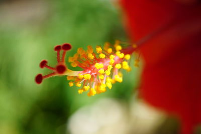 Close-up of red flower