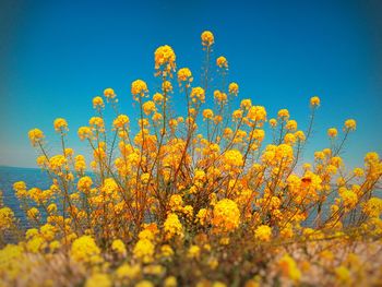 Low angle view of yellow flowering plants against clear blue sky