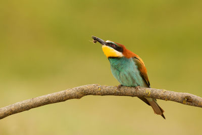 Close-up of bird perching on branch