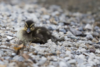 Ducklings at lake