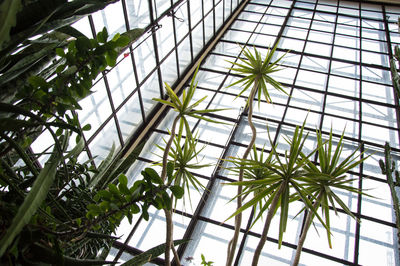 Low angle view of plants against sky