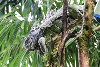 Close-up of a lizard on tree