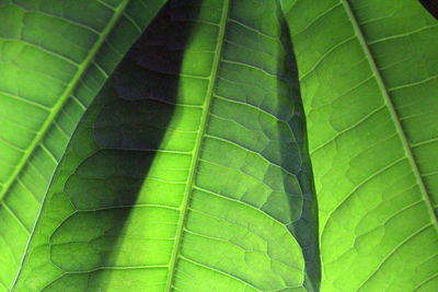 Full frame shot of green leaf