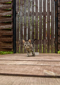 Cute little sick homeless kitten with inflamed eyes is walking towards a person. 