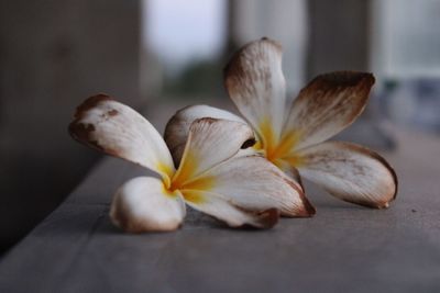 Close-up of white flower