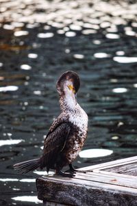 Close-up of bird perching on wood