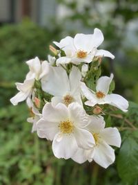 Close-up of white flowers