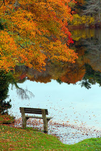 Trees and plants in park during autumn