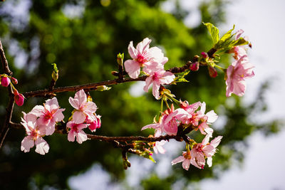 Close-up of pink cherry blossoms in spring