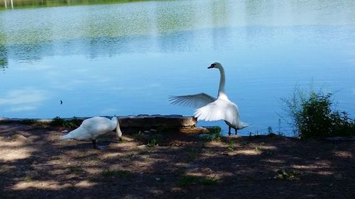 Birds on white background