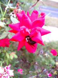 Close-up of pink flower