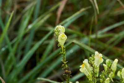 Close-up of flowering plant on field