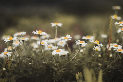 Close-up of white daisy flowers on field