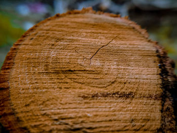 Close-up of tree stump