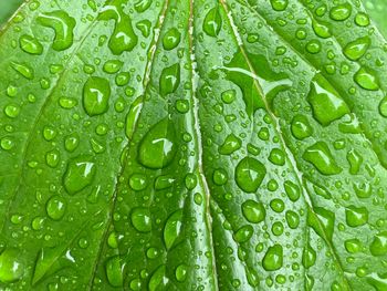 Full frame shot of wet leaf