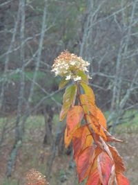 Close-up of plant growing on tree during autumn