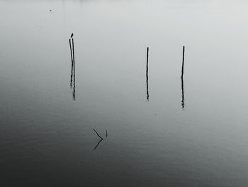 Bird flying over lake against sky
