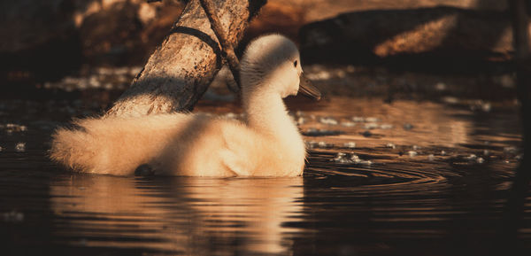 View of swan swimming in lake