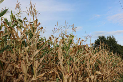 agriculture