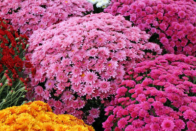 High angle view of pink flowering plants