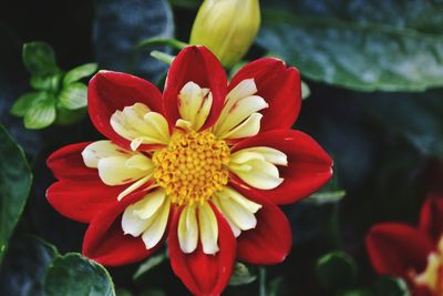 Close-up of red flower blooming outdoors