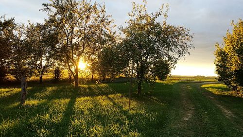 Scenic view of grassy field against sky at sunset