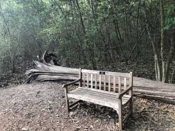 Empty bench in forest