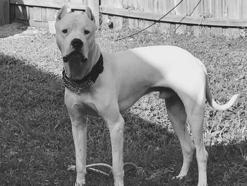 Portrait of dog standing on field