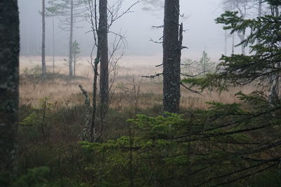 Trees in forest