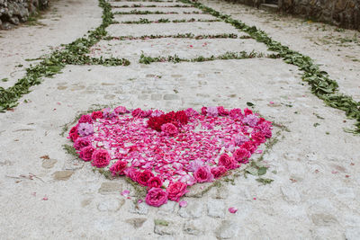 High angle view of pink flowers in heart shape on footpath