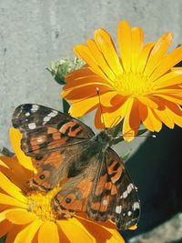 Close-up of butterfly pollinating on yellow flower