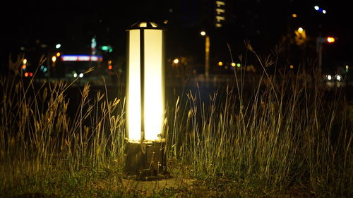 Illuminated grass at night