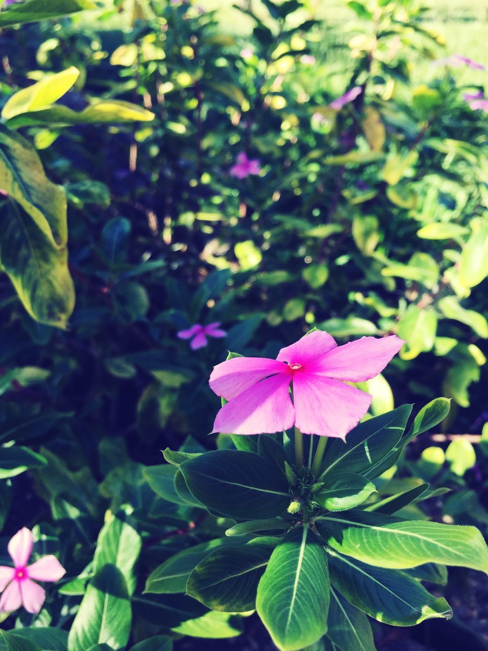 flower, freshness, growth, petal, leaf, fragility, pink color, beauty in nature, flower head, nature, plant, blooming, close-up, focus on foreground, green color, purple, in bloom, park - man made space, pink, day