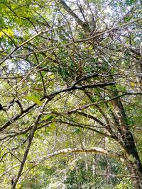 Low angle view of tree in forest