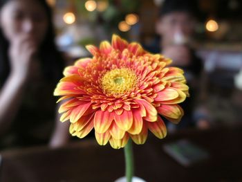 Close-up of flower blooming outdoors